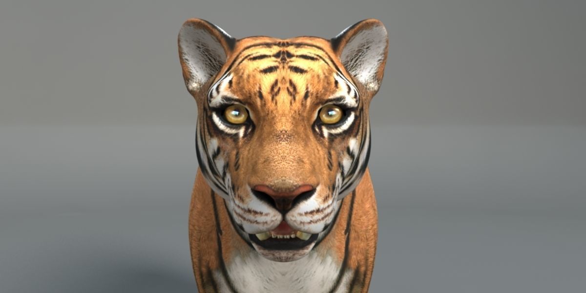 Muscle Rigged Tiger  3D model_1
