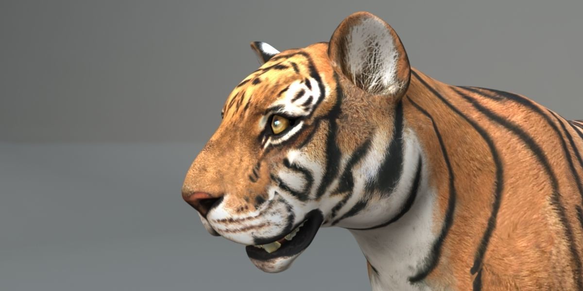 Muscle Rigged Tiger  3D model_2