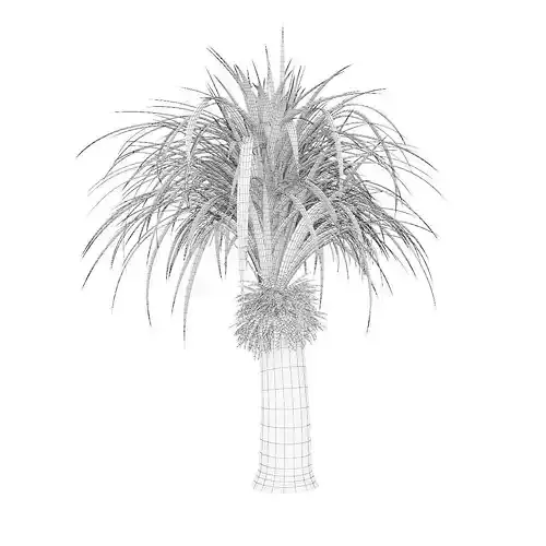 Small Palm Tree