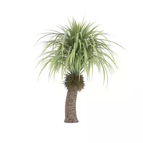 Small Palm Tree