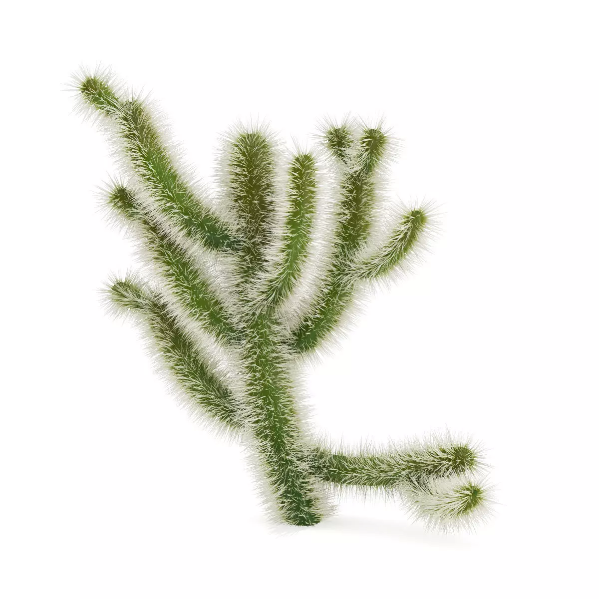 Cholla Cactus 3D model_6
