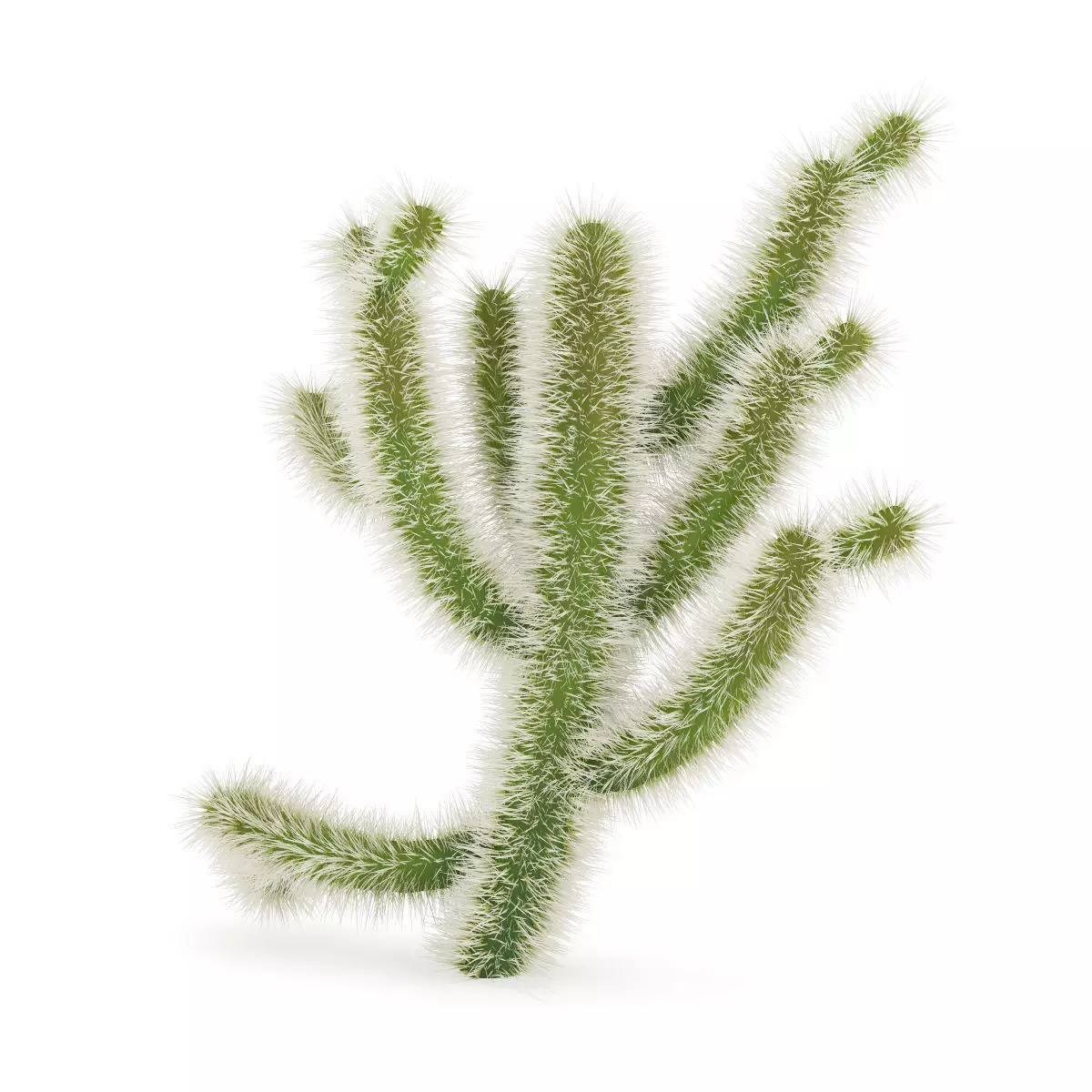 Cholla Cactus 3D model_1