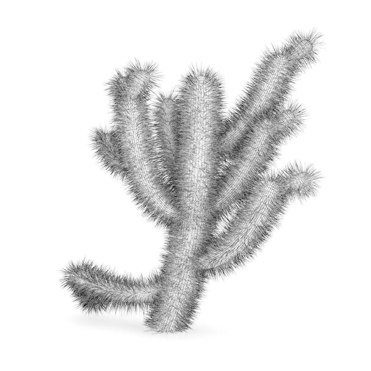 Cholla Cactus 3D model_5