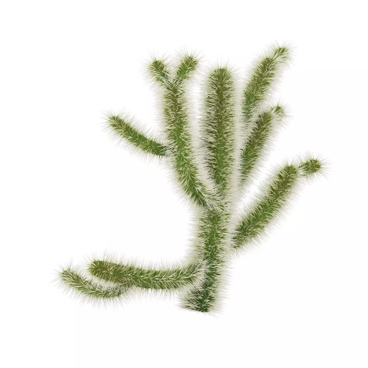 Cholla Cactus 3D model_4