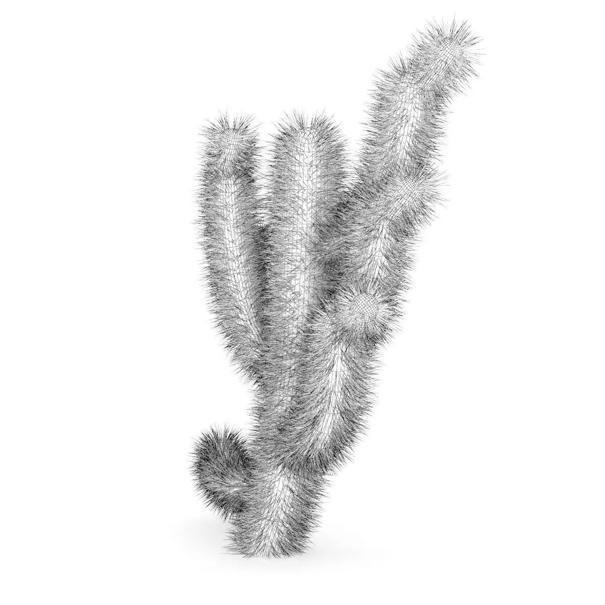 Cholla Cactus 3D model_7