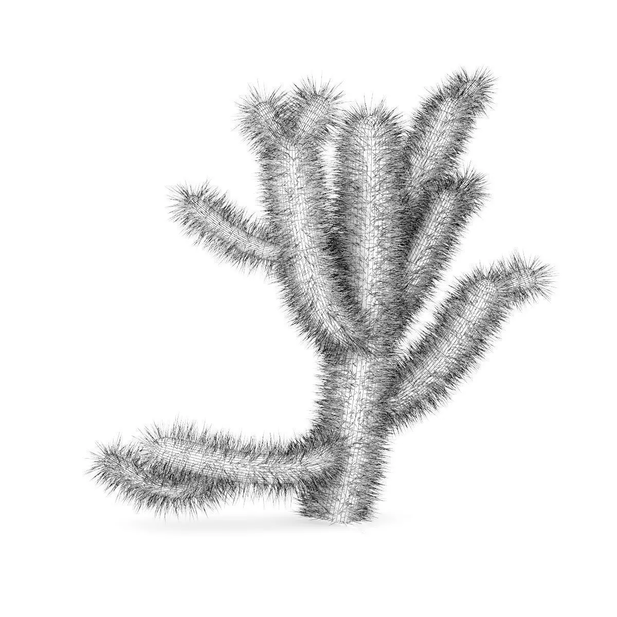 Cholla Cactus 3D model_3