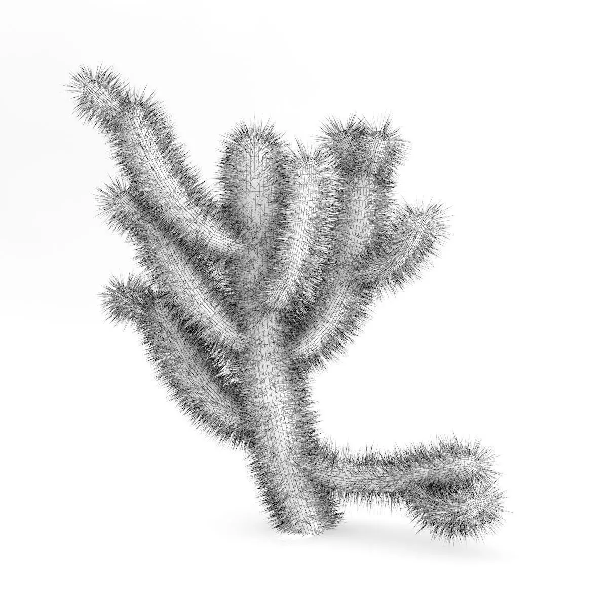 Cholla Cactus 3D model_2