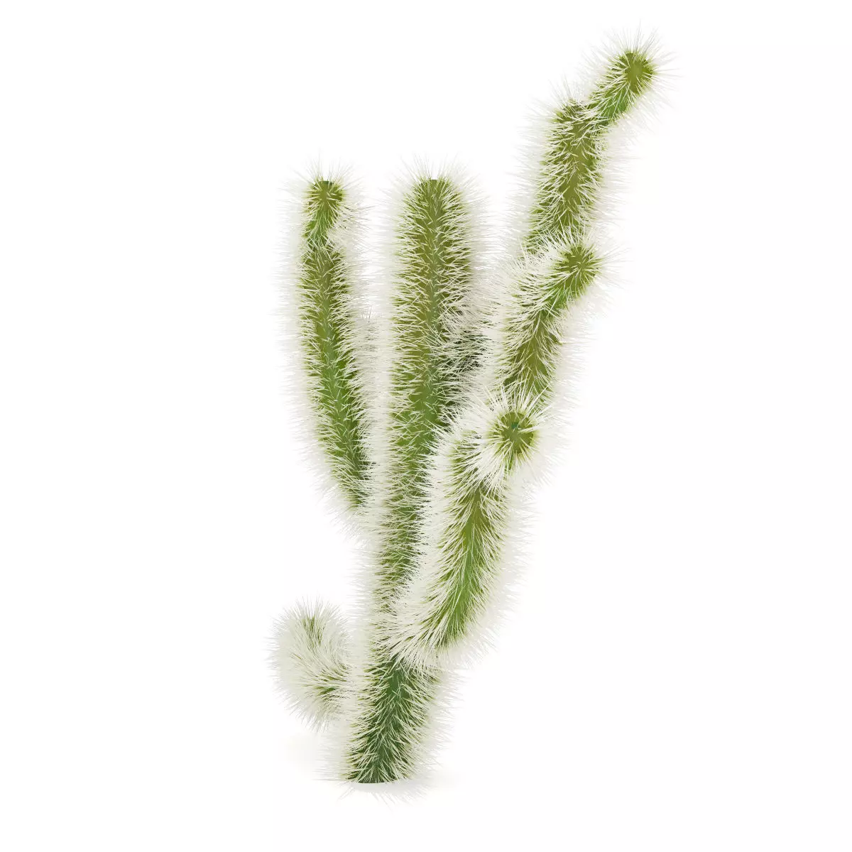 Cholla Cactus 3D model_0