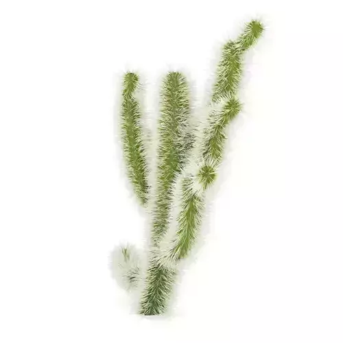 Cholla Cactus 3D model