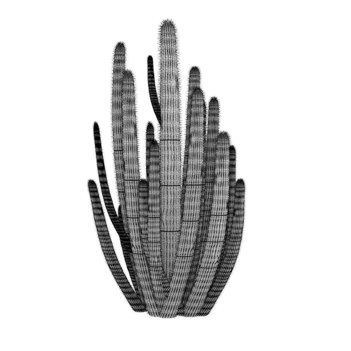 Organ Pipe Cactus 3D model_1