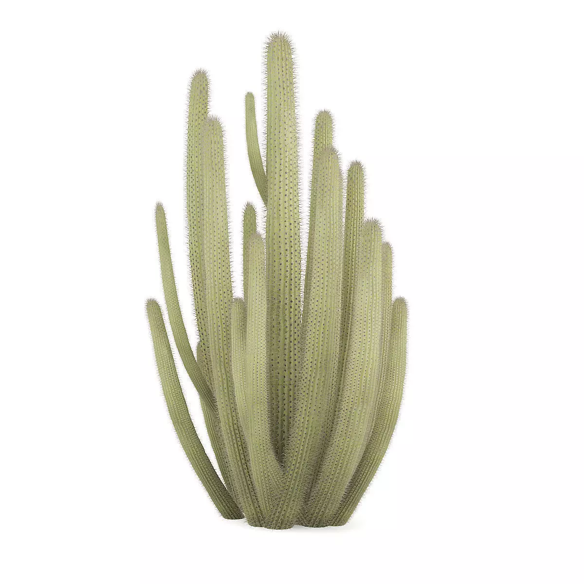Organ Pipe Cactus 3D model_3