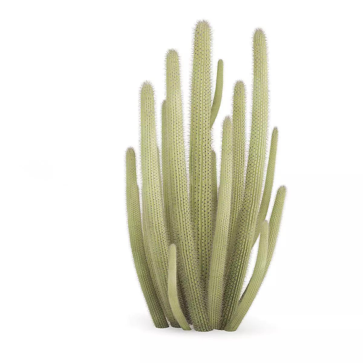 Organ Pipe Cactus 3D model_2