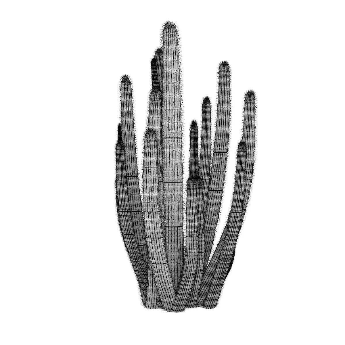 Organ Pipe Cactus 3D model_7