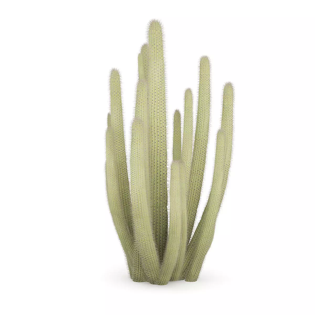 Organ Pipe Cactus 3D model_6