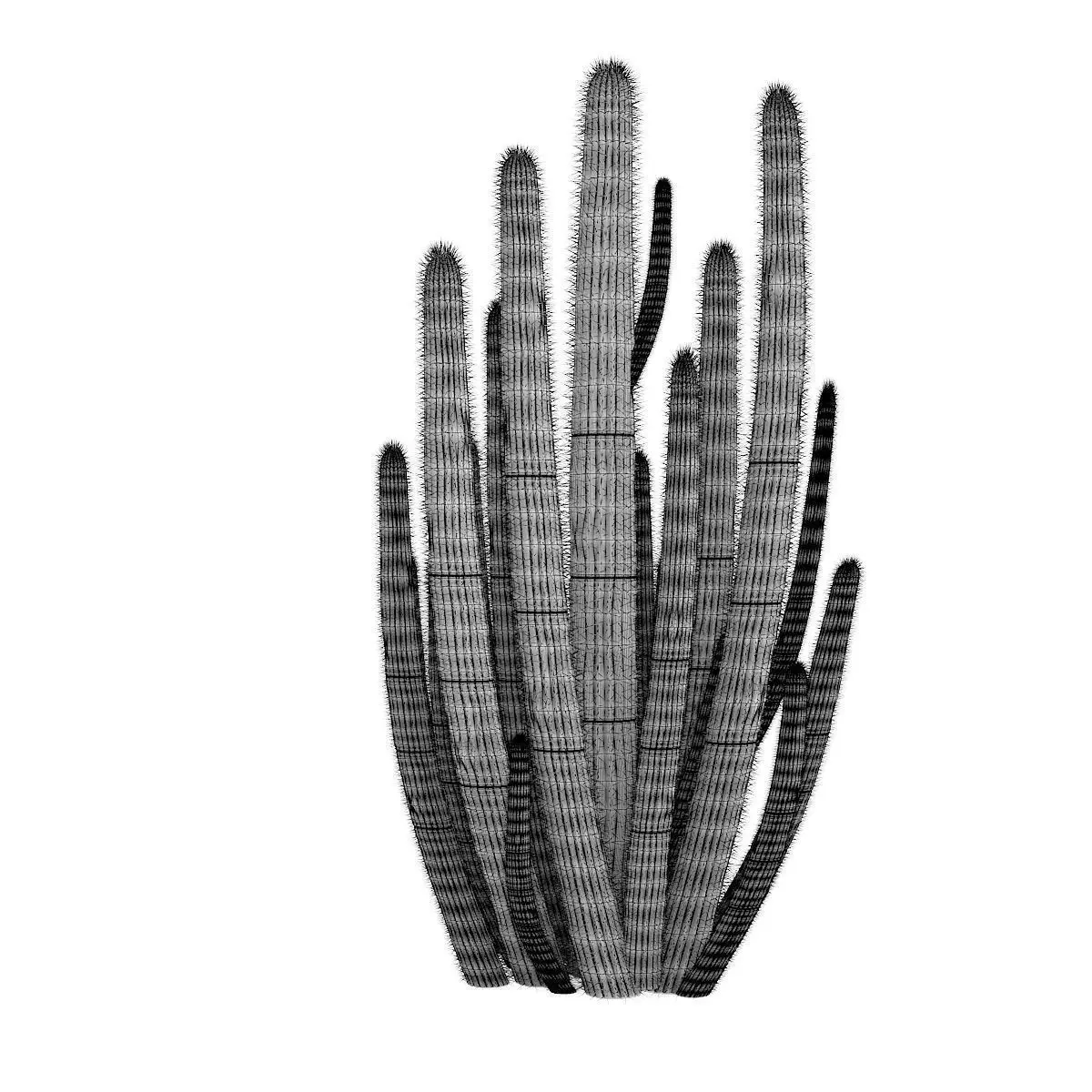 Organ Pipe Cactus 3D model_4