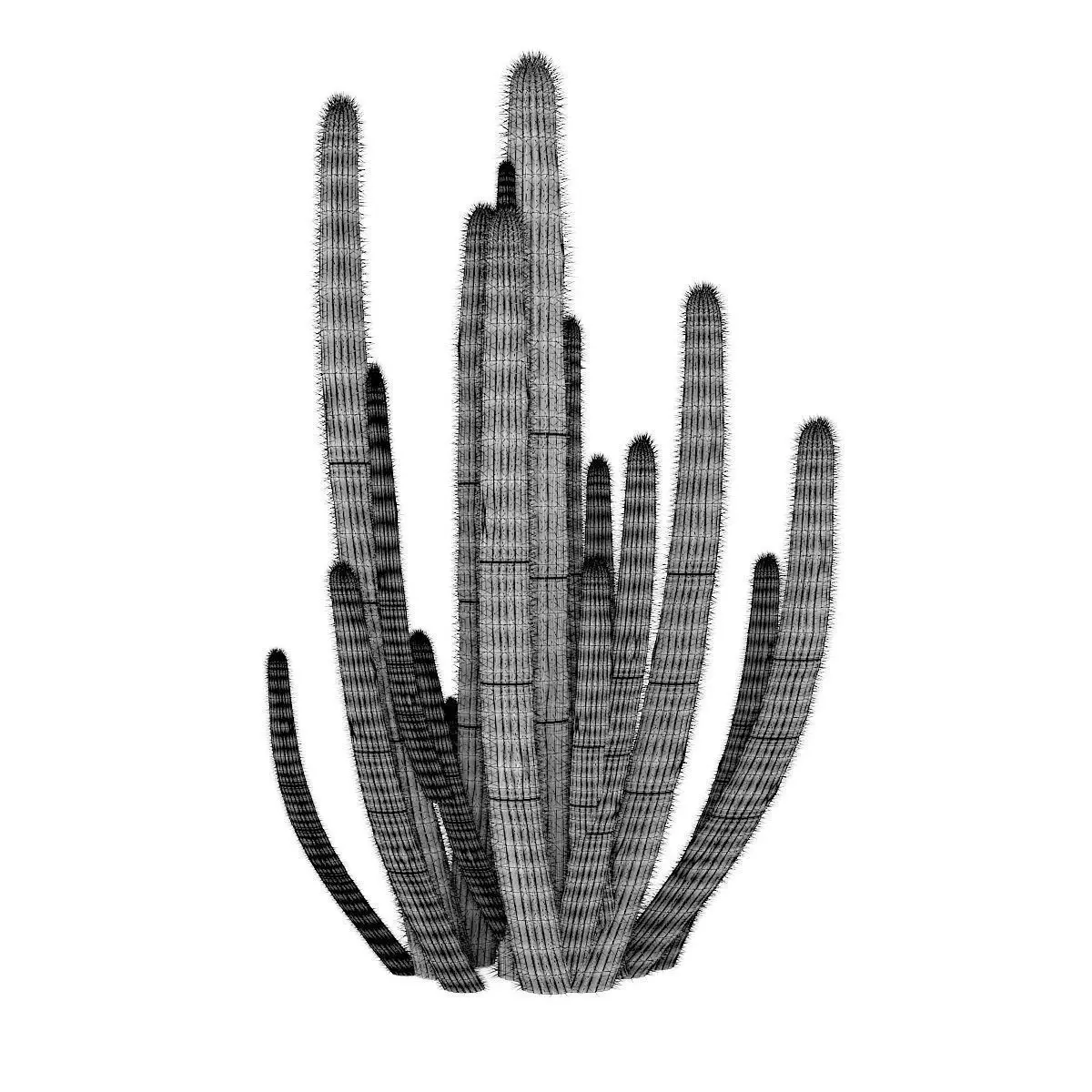 Organ Pipe Cactus 3D model_0