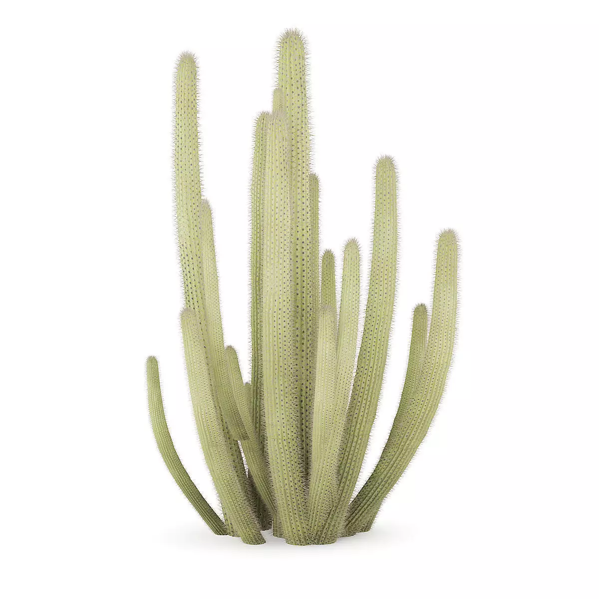 Organ Pipe Cactus 3D model_5
