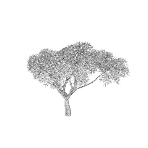 Thorn Tree 3D model
