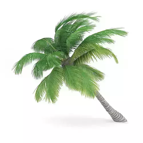 Sloping Palm Tree