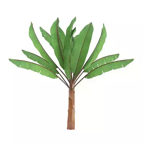 Banana Plant 3D model