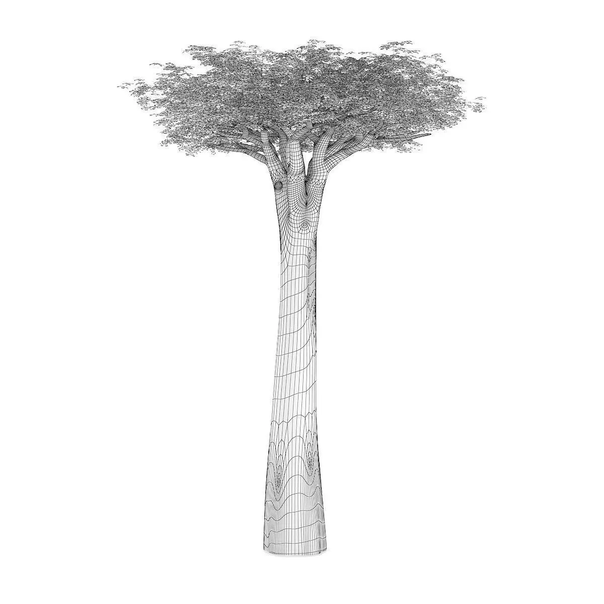 Baobab Tree 3D model_3