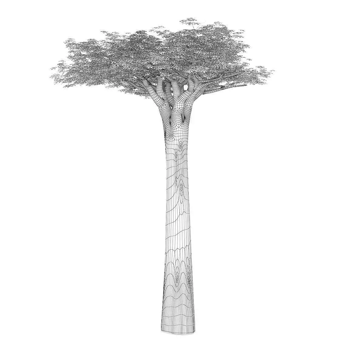 Baobab Tree 3D model_7