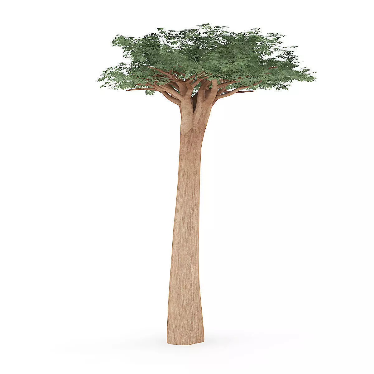 Baobab Tree 3D model_4