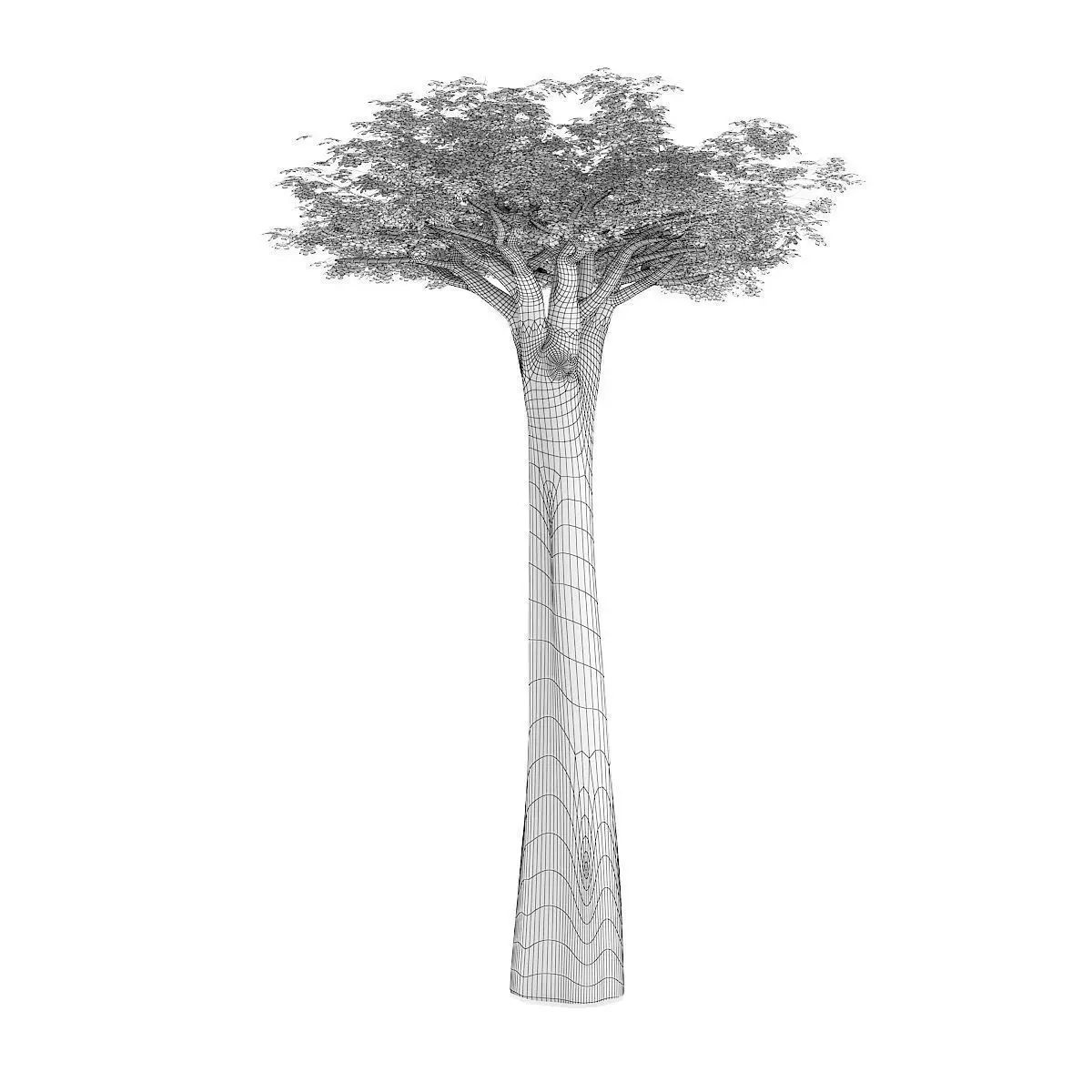 Baobab Tree 3D model_6