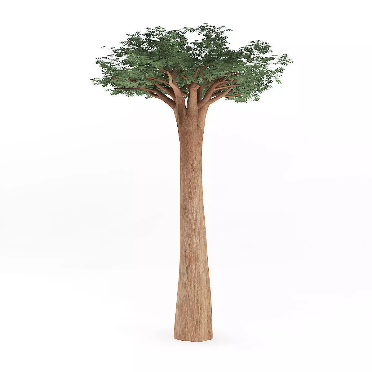 Baobab Tree 3D model_5