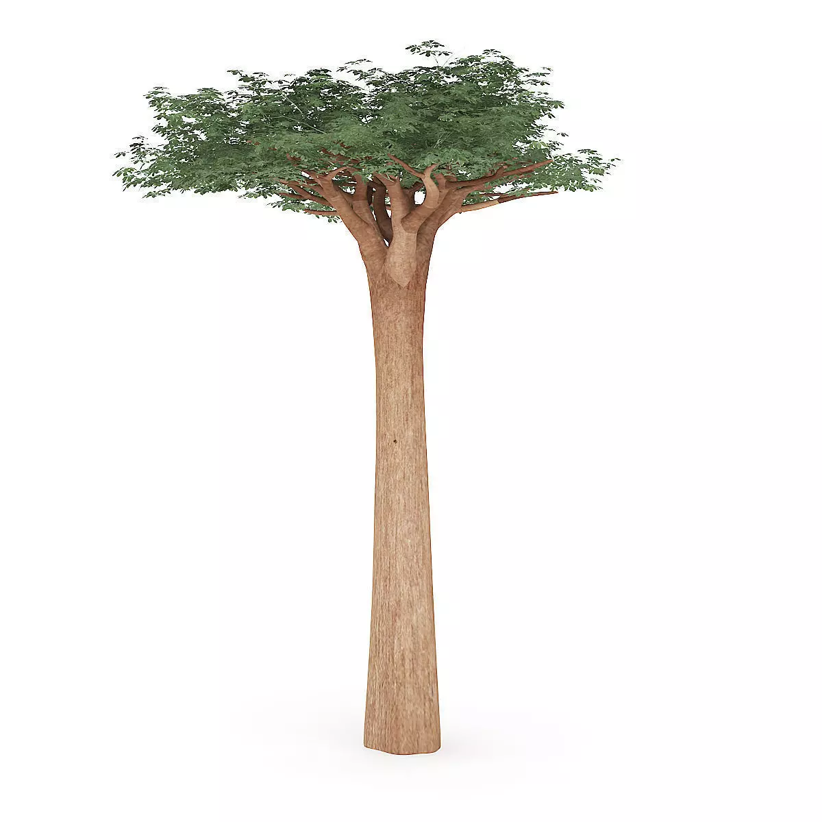 Baobab Tree 3D model_2