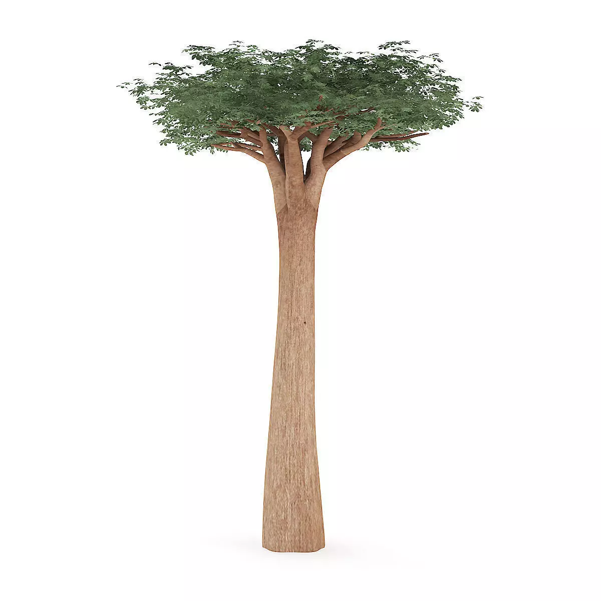 Baobab Tree 3D model_0