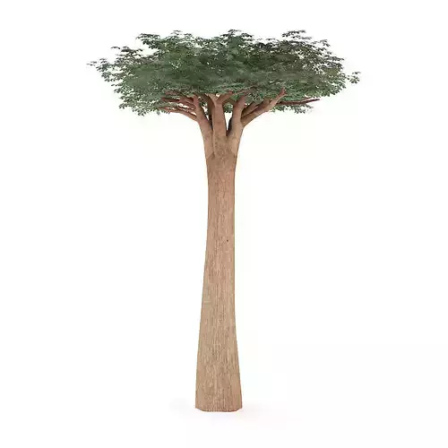 Baobab Tree 3D model