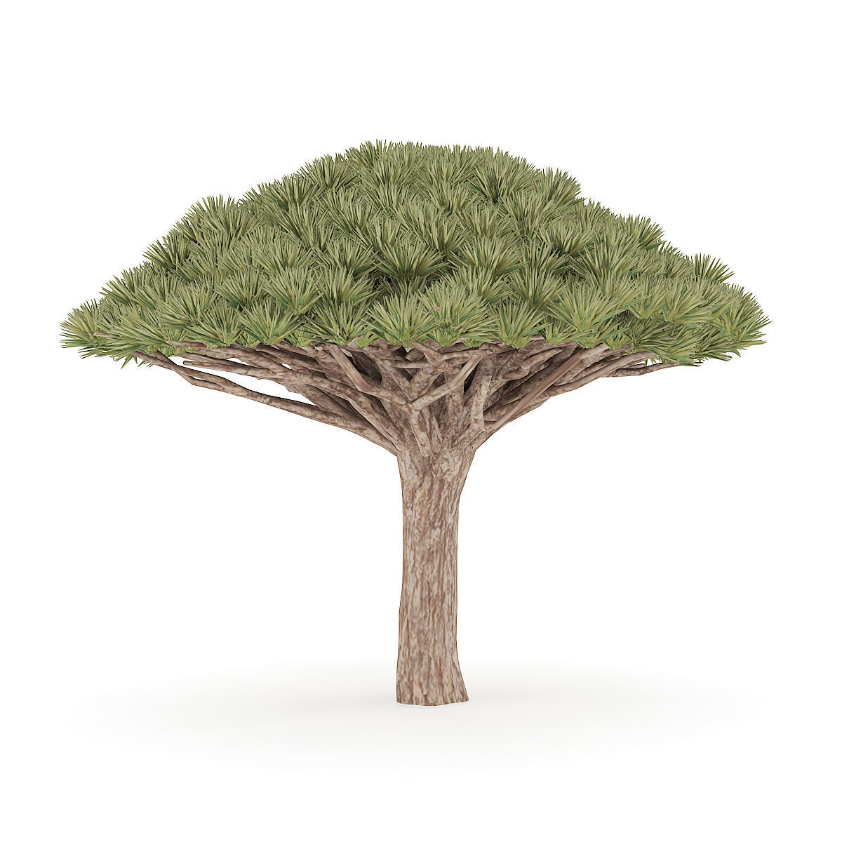Dragon Tree 3D model_7