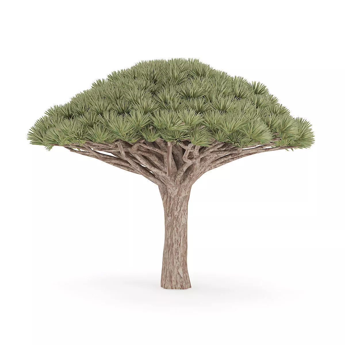 Dragon Tree 3D model_0