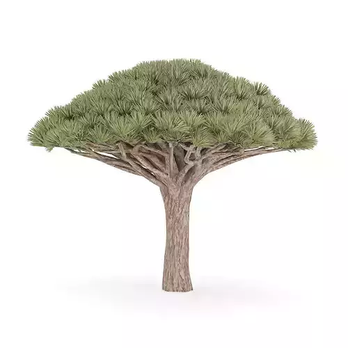 Dragon Tree 3D model