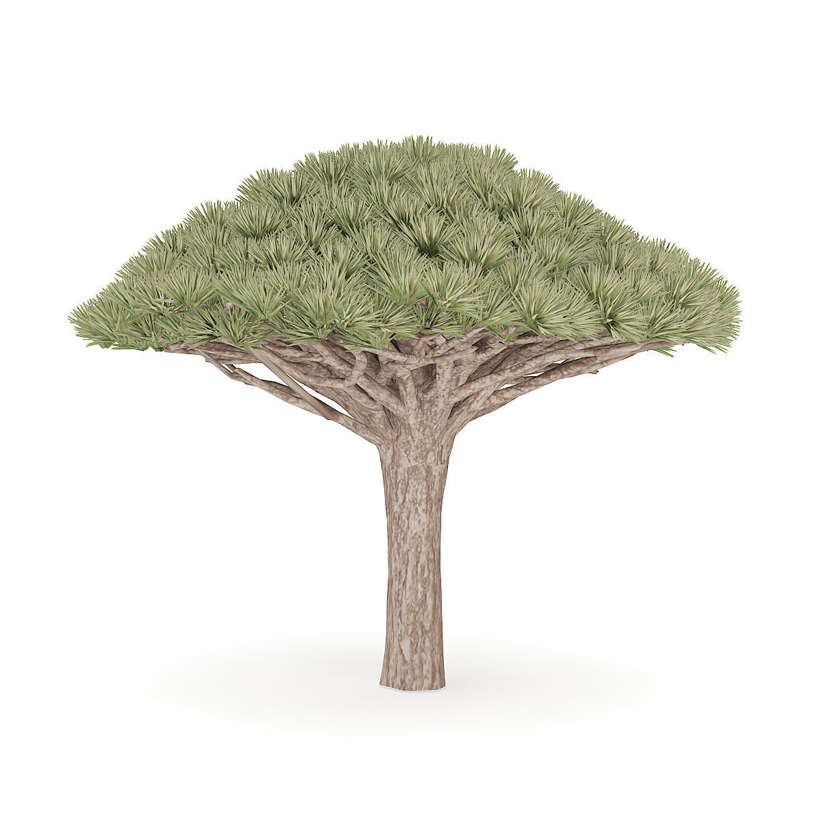 Dragon Tree 3D model_2