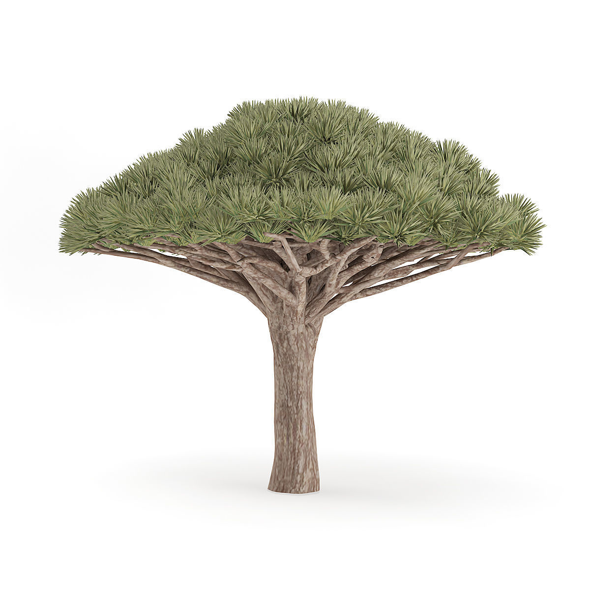 Dragon Tree 3D model_1