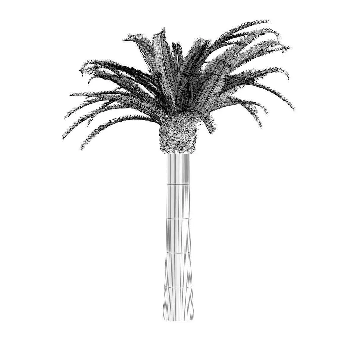 Pineapple Palm 3D model_5