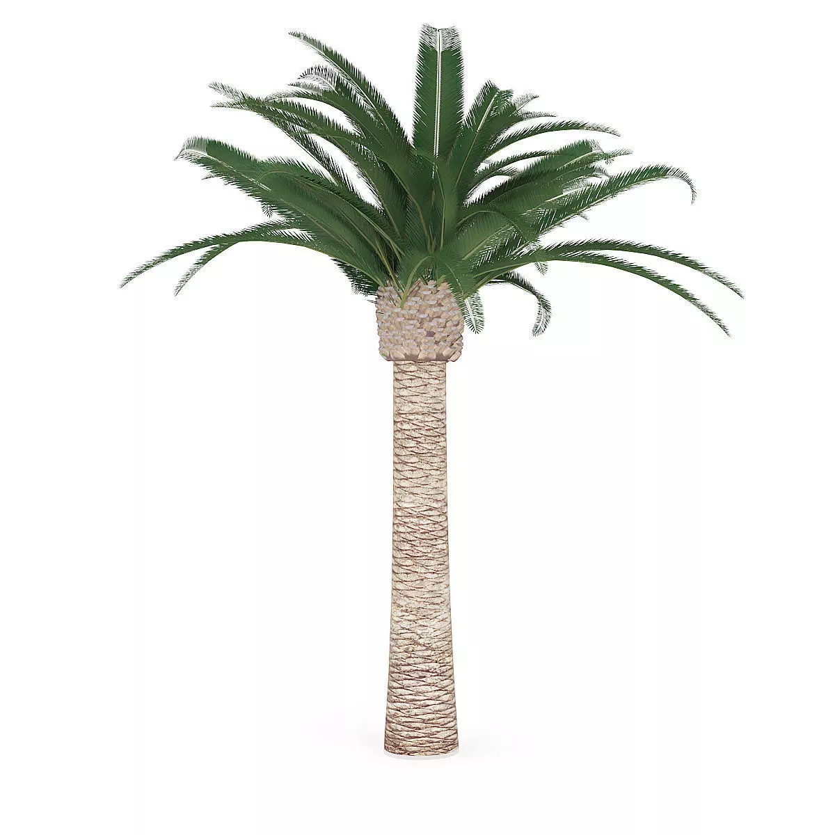 Pineapple Palm 3D model_3