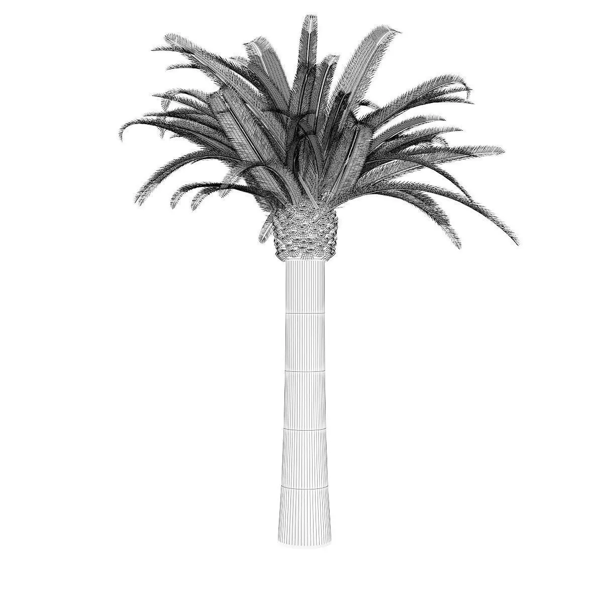 Pineapple Palm 3D model_4