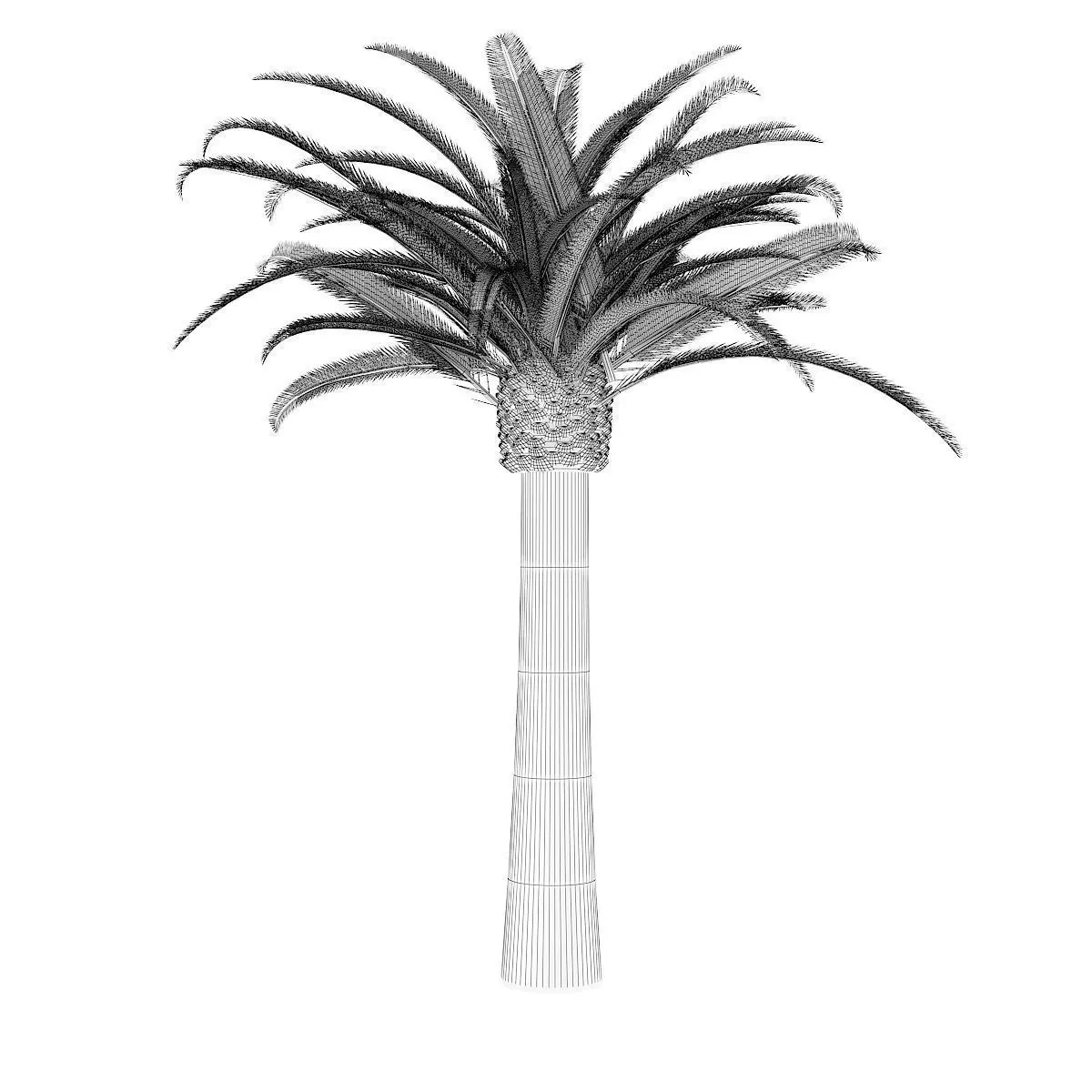 Pineapple Palm 3D model_6