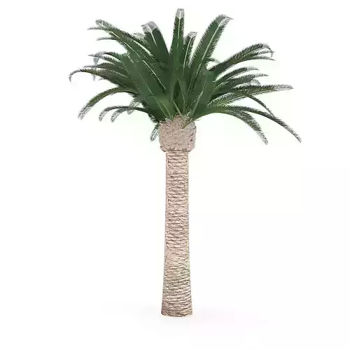 Pineapple Palm