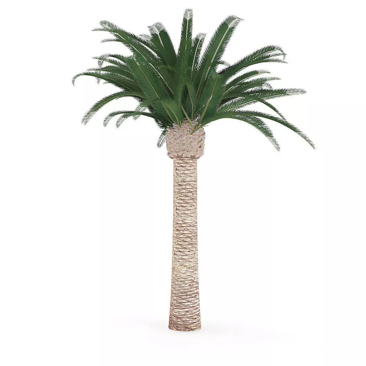 Pineapple Palm 3D model_1