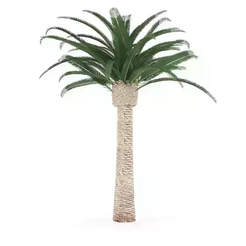 Pineapple Palm