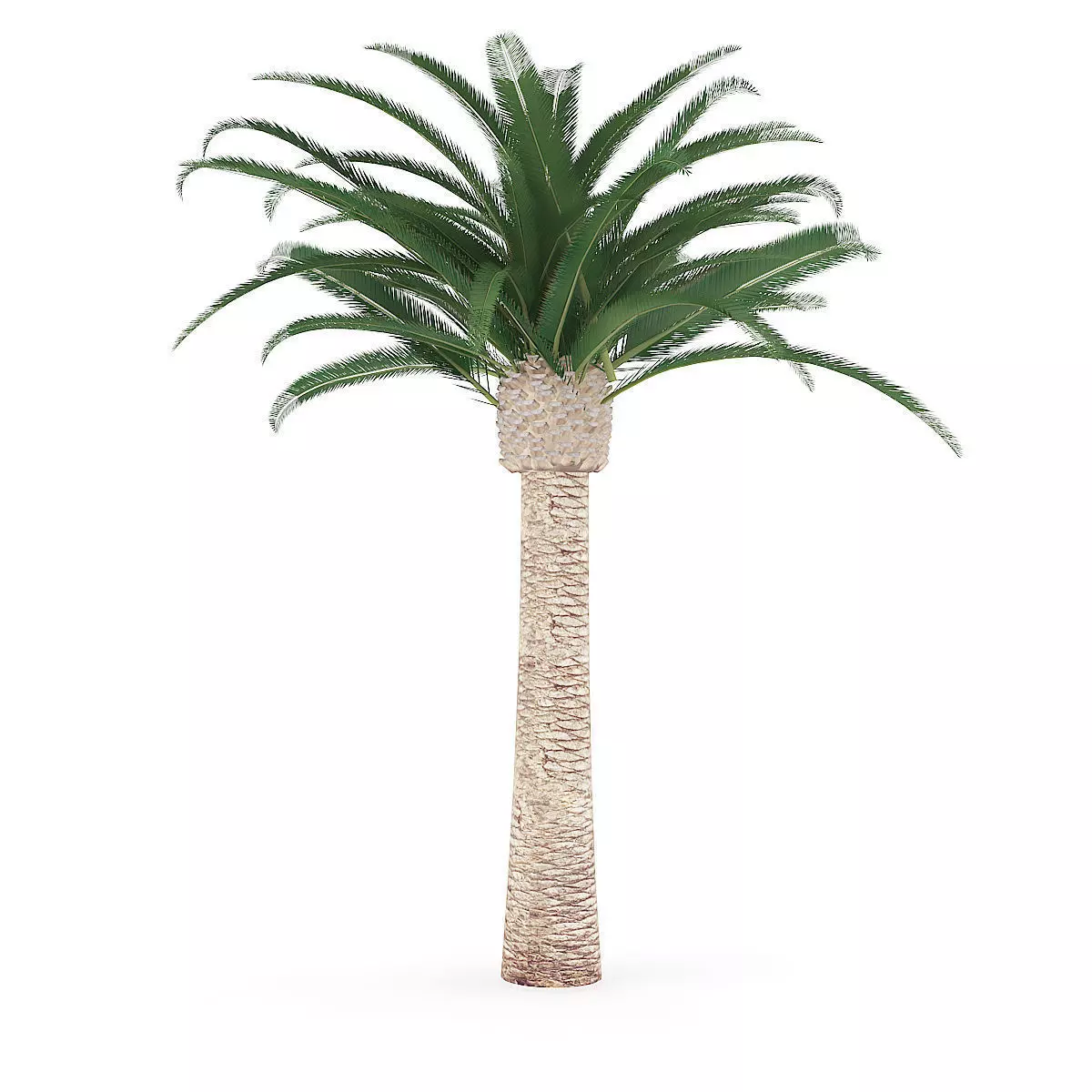 Pineapple Palm 3D model_7