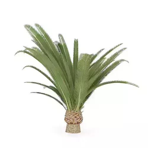 Pineapple Palm 3D model