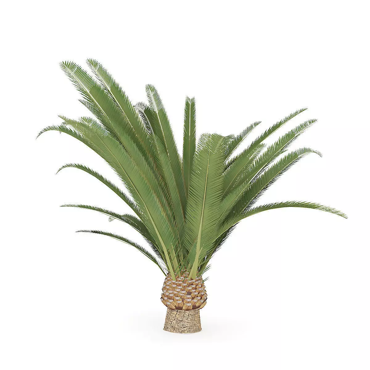 Pineapple Palm 3D model_0