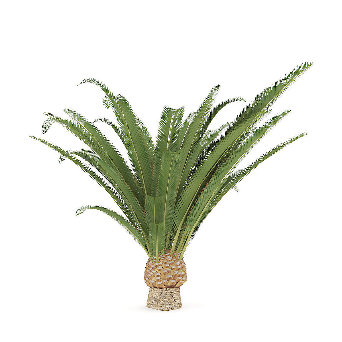 Pineapple Palm 3D model_4