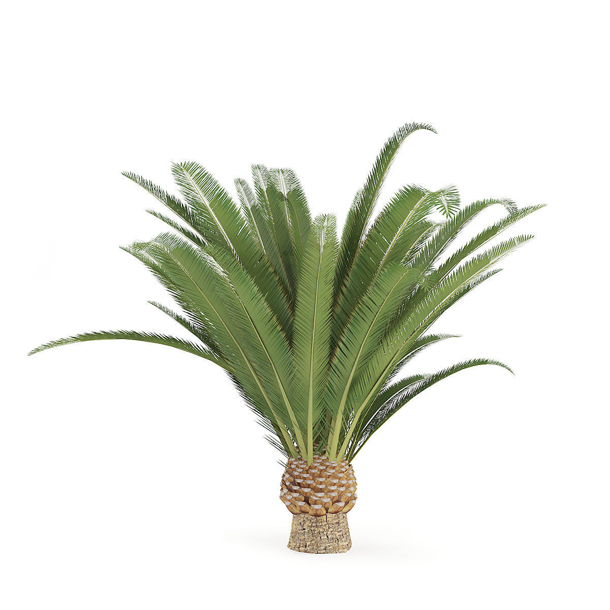 Pineapple Palm 3D model_6