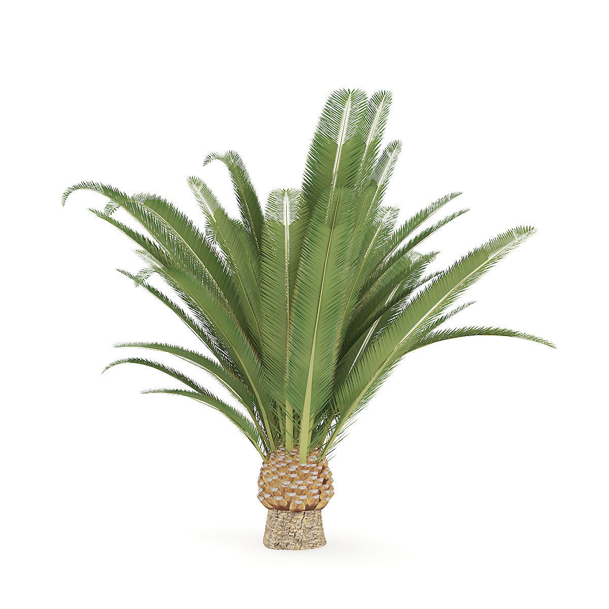 Pineapple Palm 3D model_2